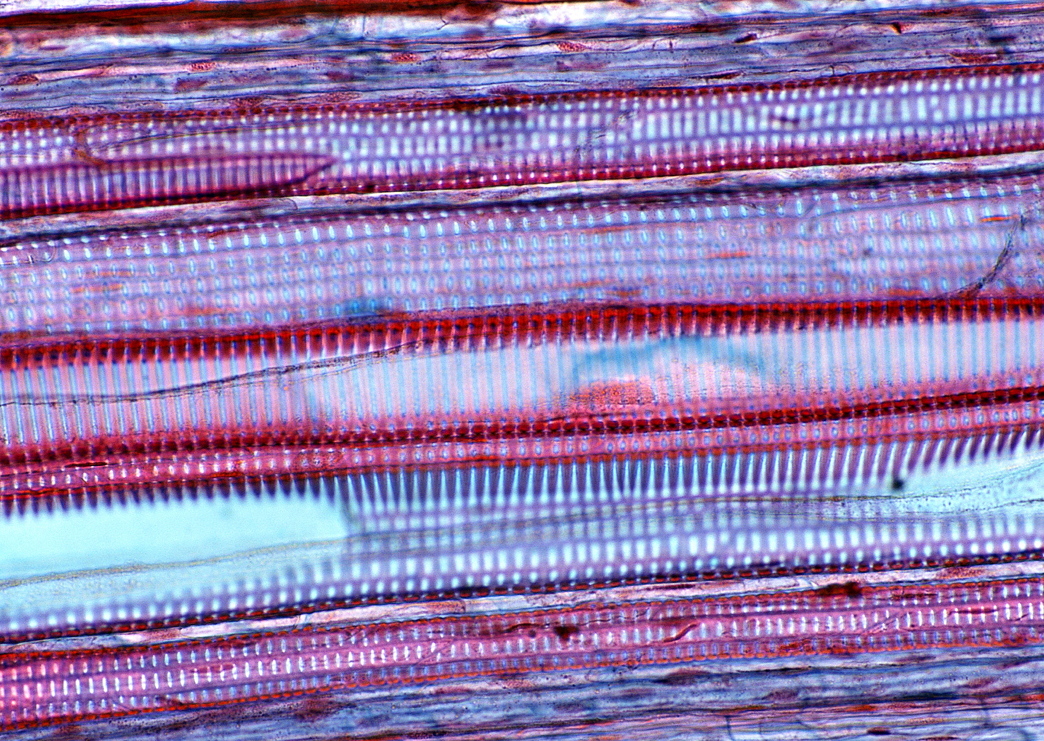 油红-O染色：鲜艳色彩、耐久性强、高效环保的纺织染色技术