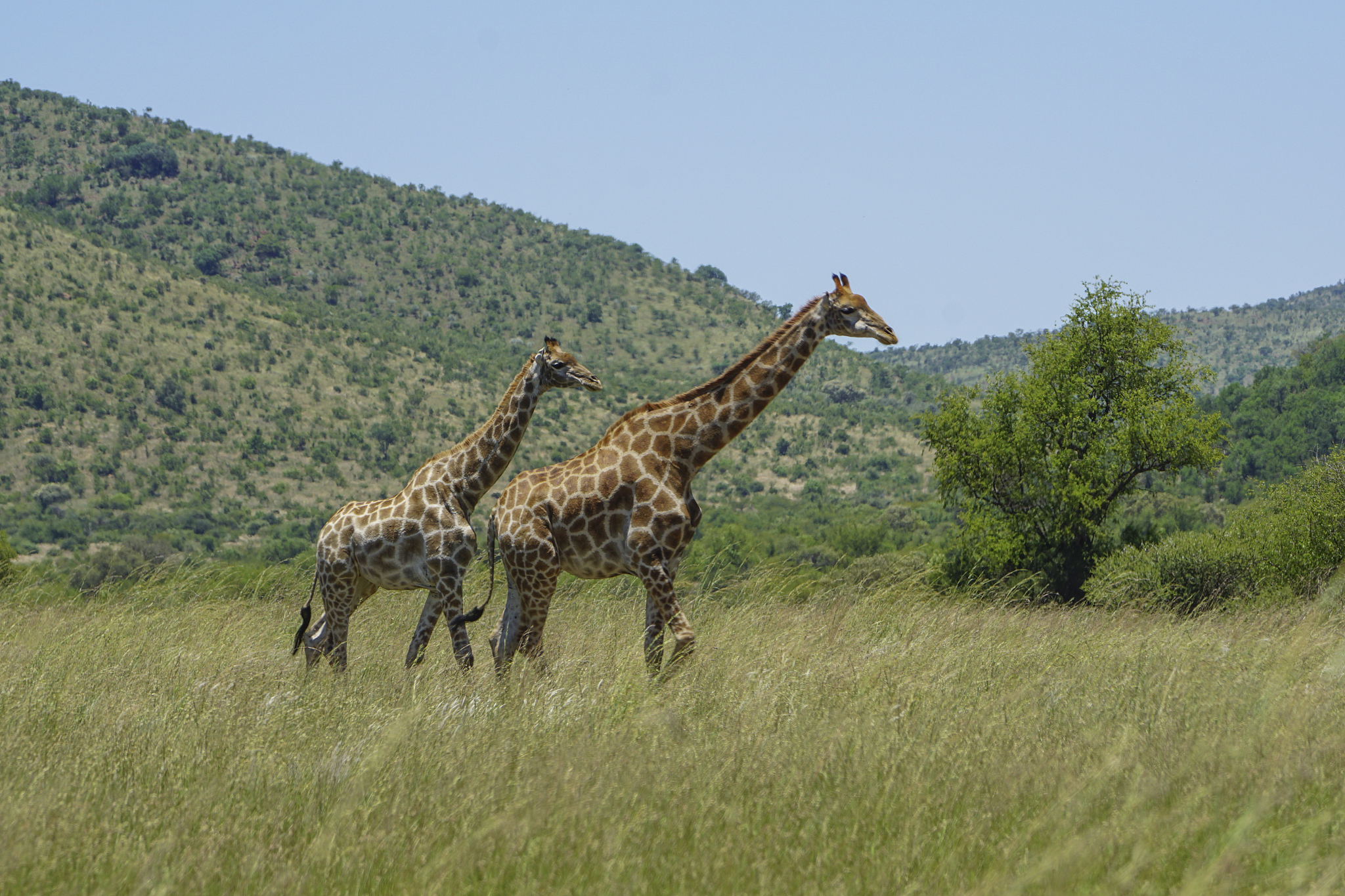 PI 字母组合的所有单词 - 全面列表