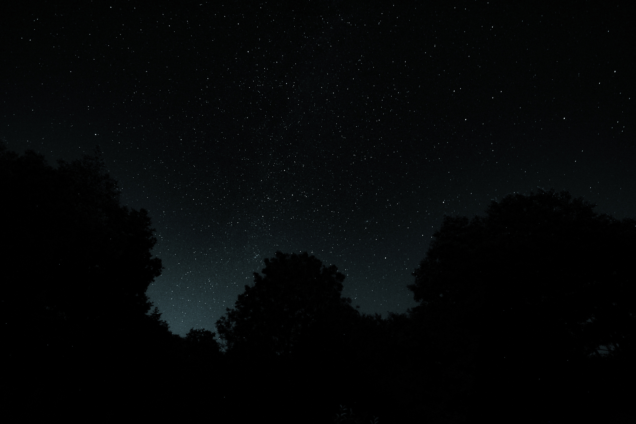 low angle view of silhouette trees against sky at night