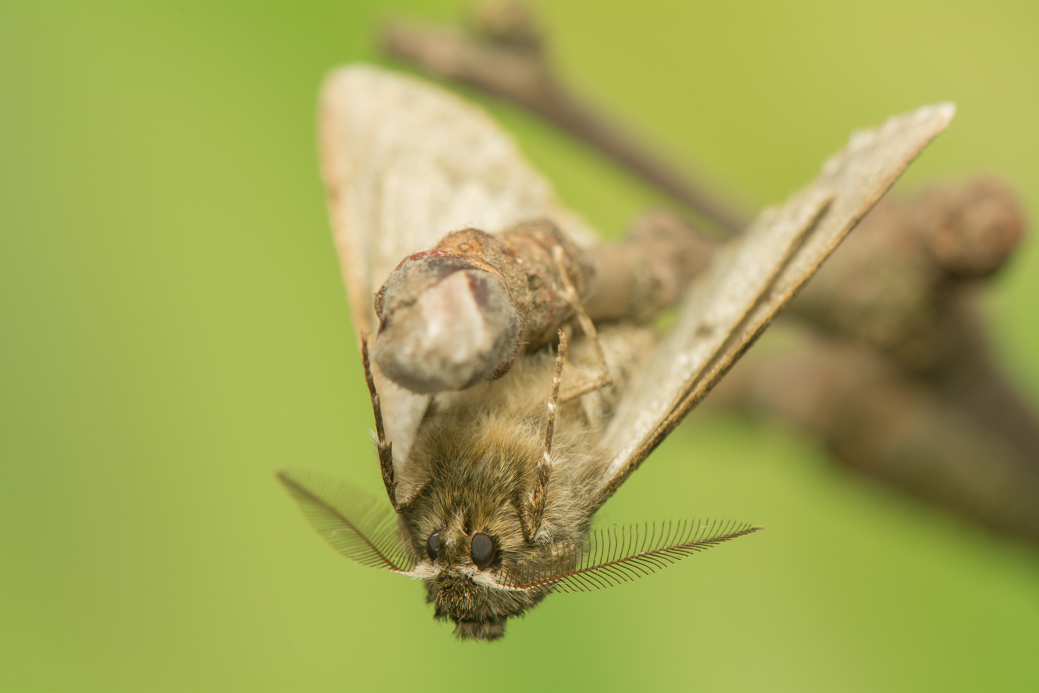 phigalia pilosaria