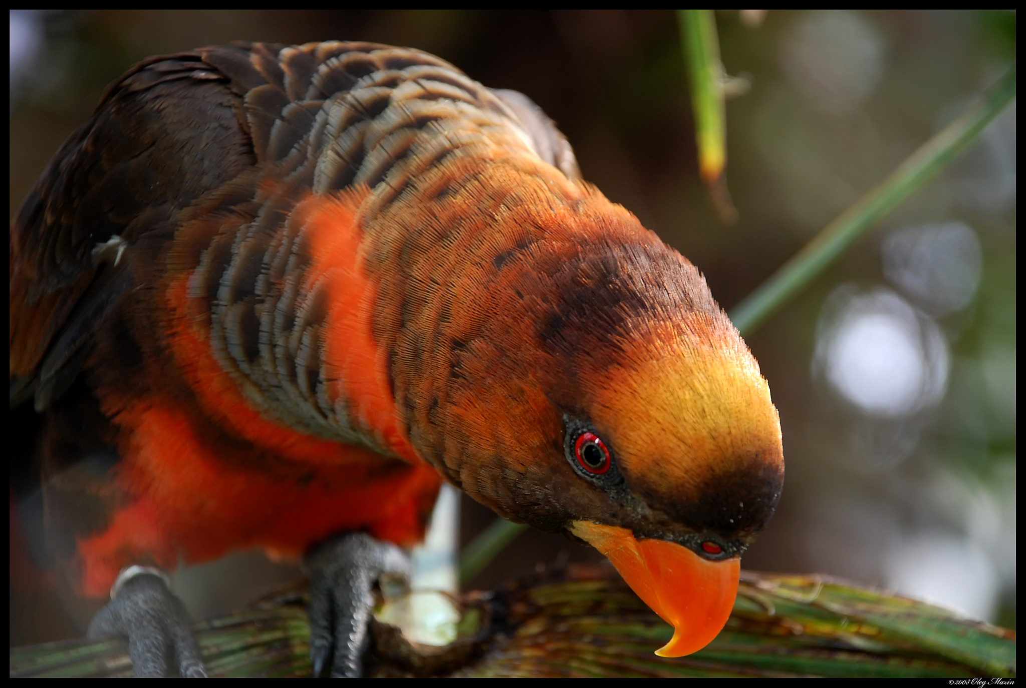 parrot