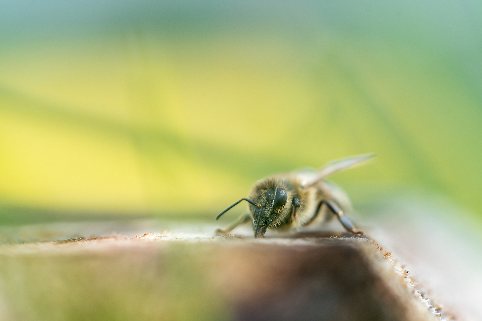 honey bee