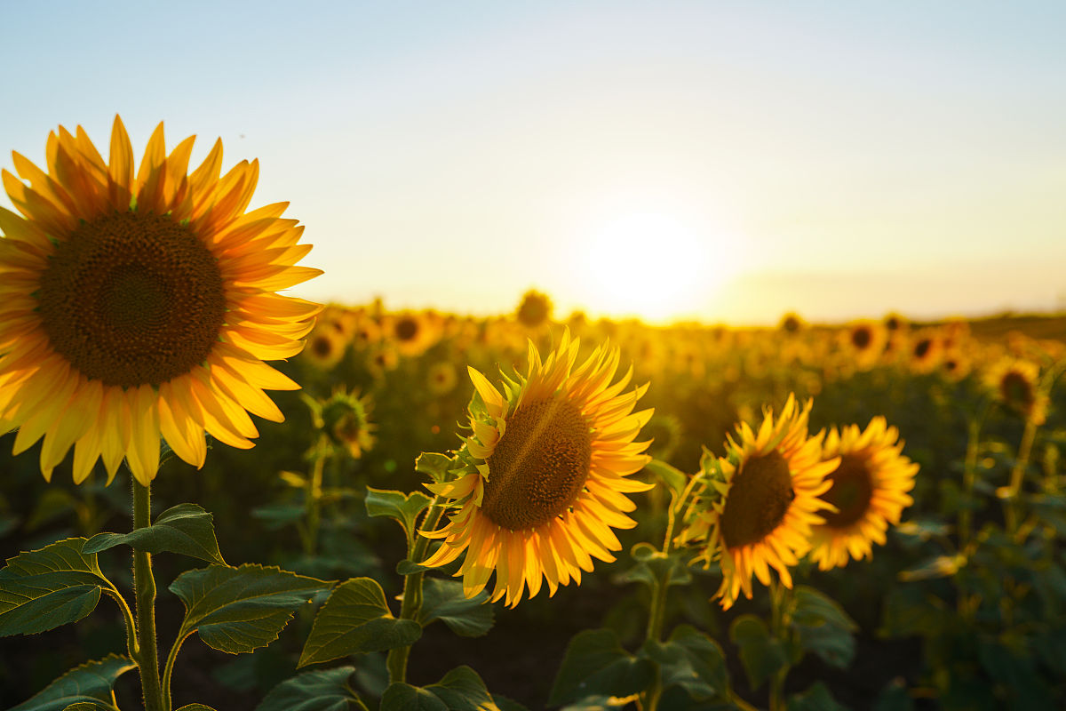 体现向日葵乐观积极向上为社会做贡献的金句或名人名言