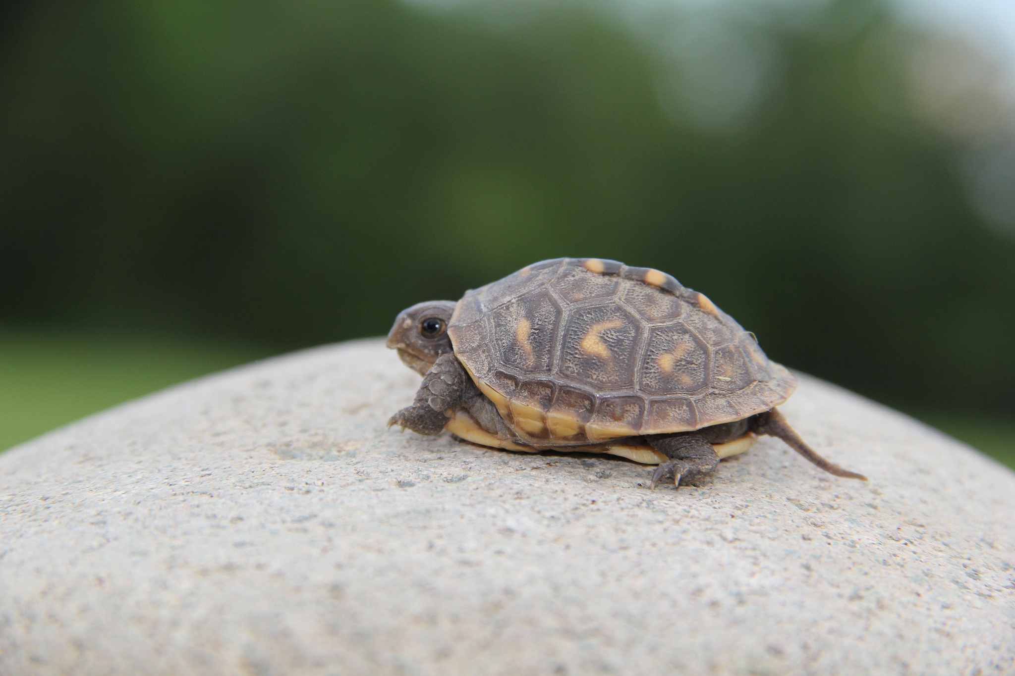 baby turtle