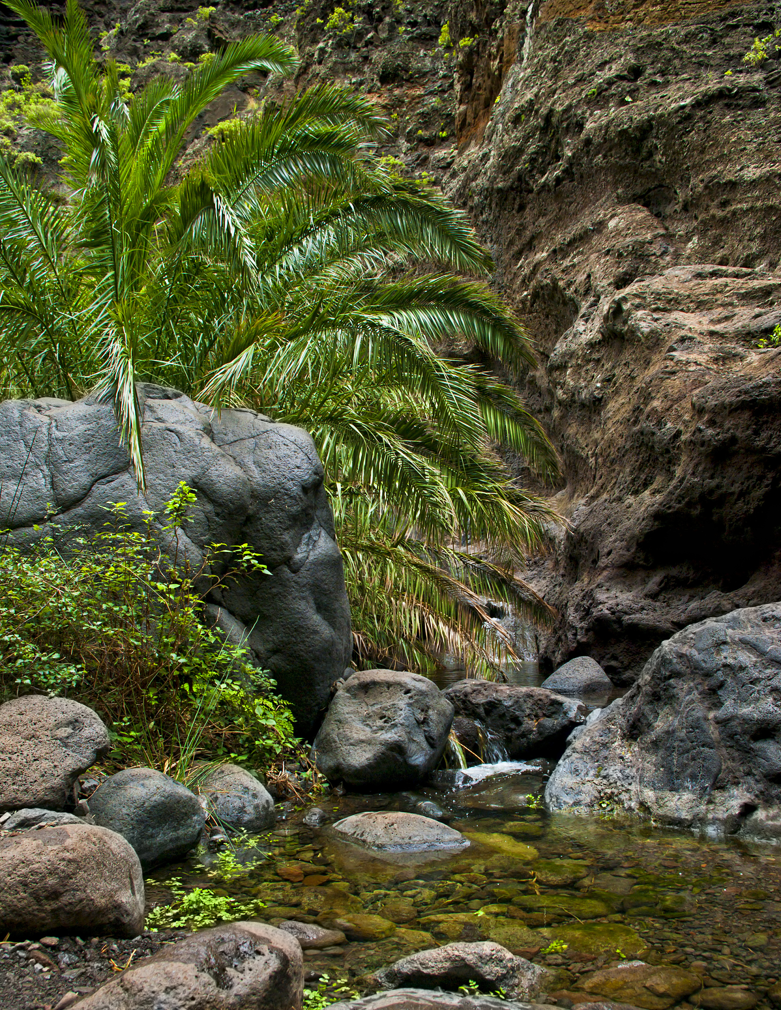 small waterfall with plants in gorge