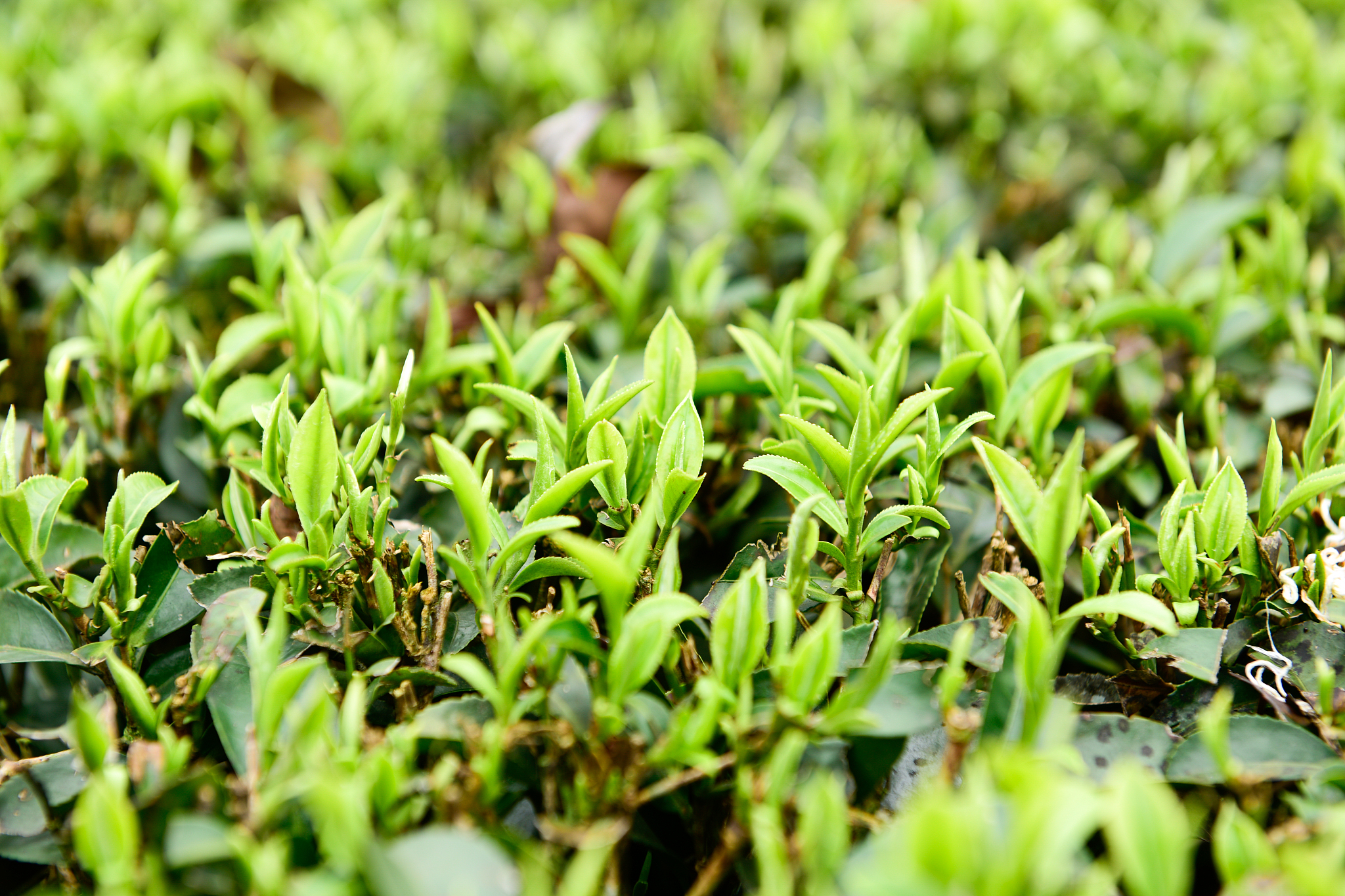 金枝玉叶：来自农户的特色茶叶，17.8元/包！