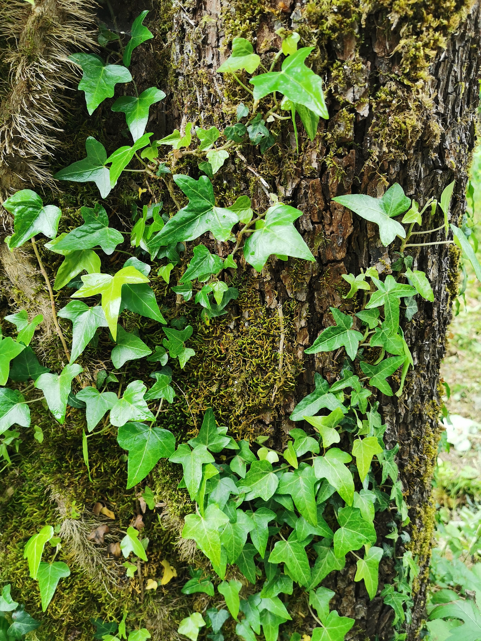 ivy