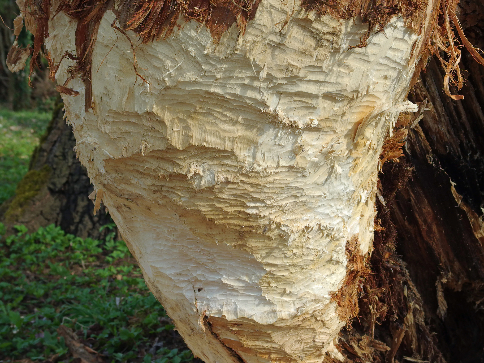 tree damage and feeding traces of the european beaver
