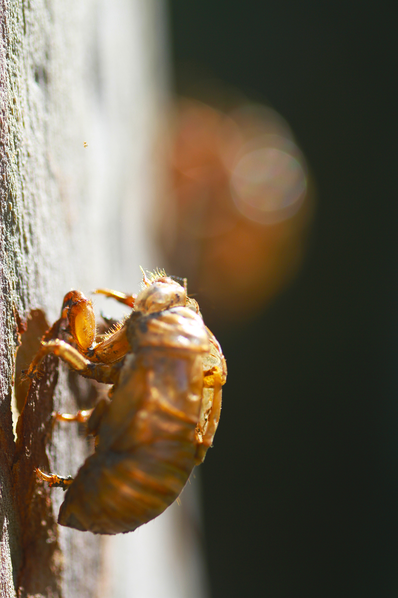金蝉：地下17年休眠，地面17天繁衍的数学天才