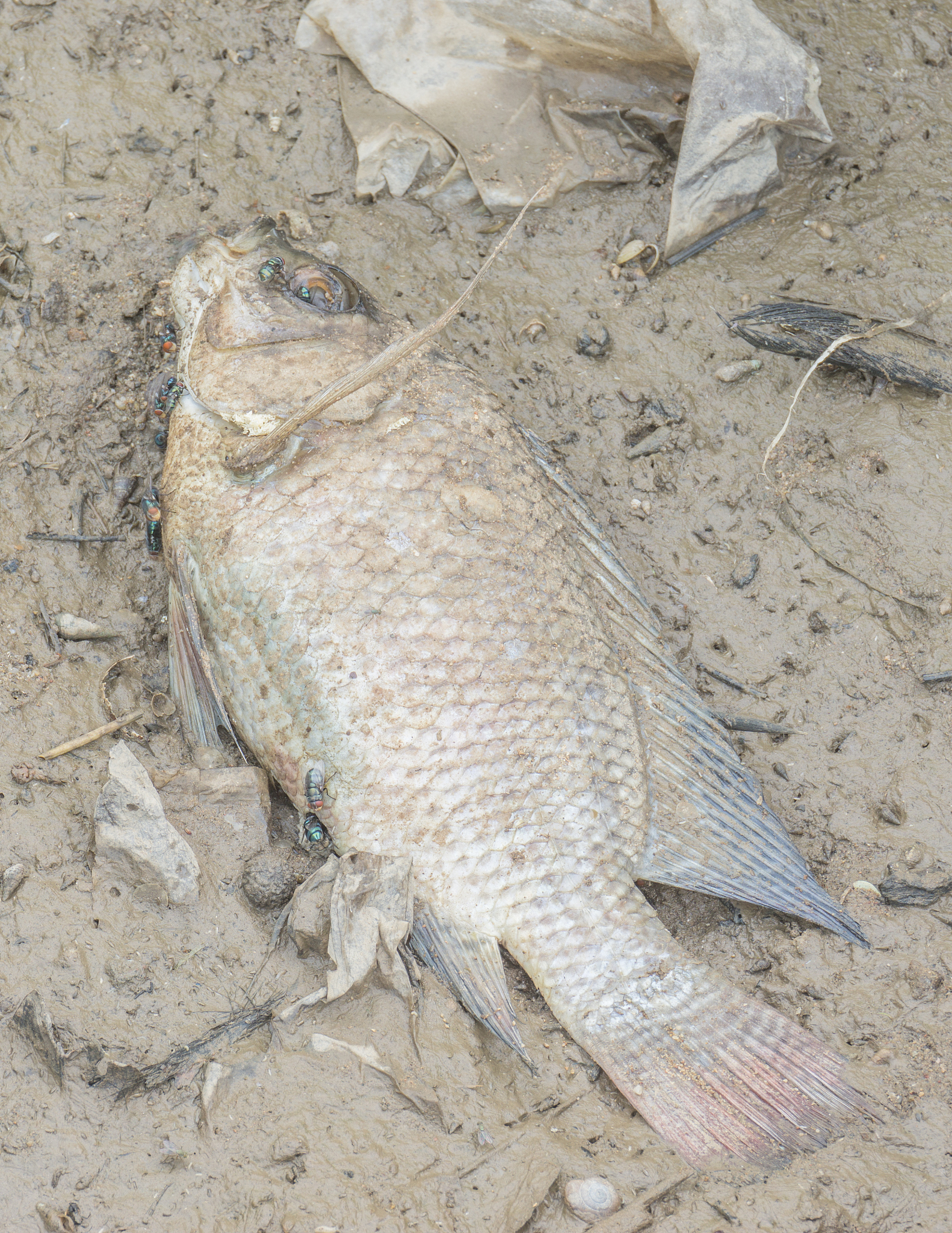 草鱼鳃有粘液和泥回答+拓展