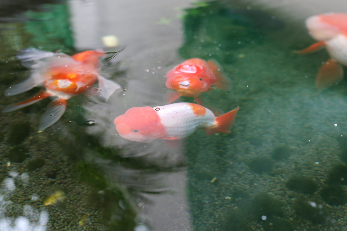 金鱼浮在水中间不动