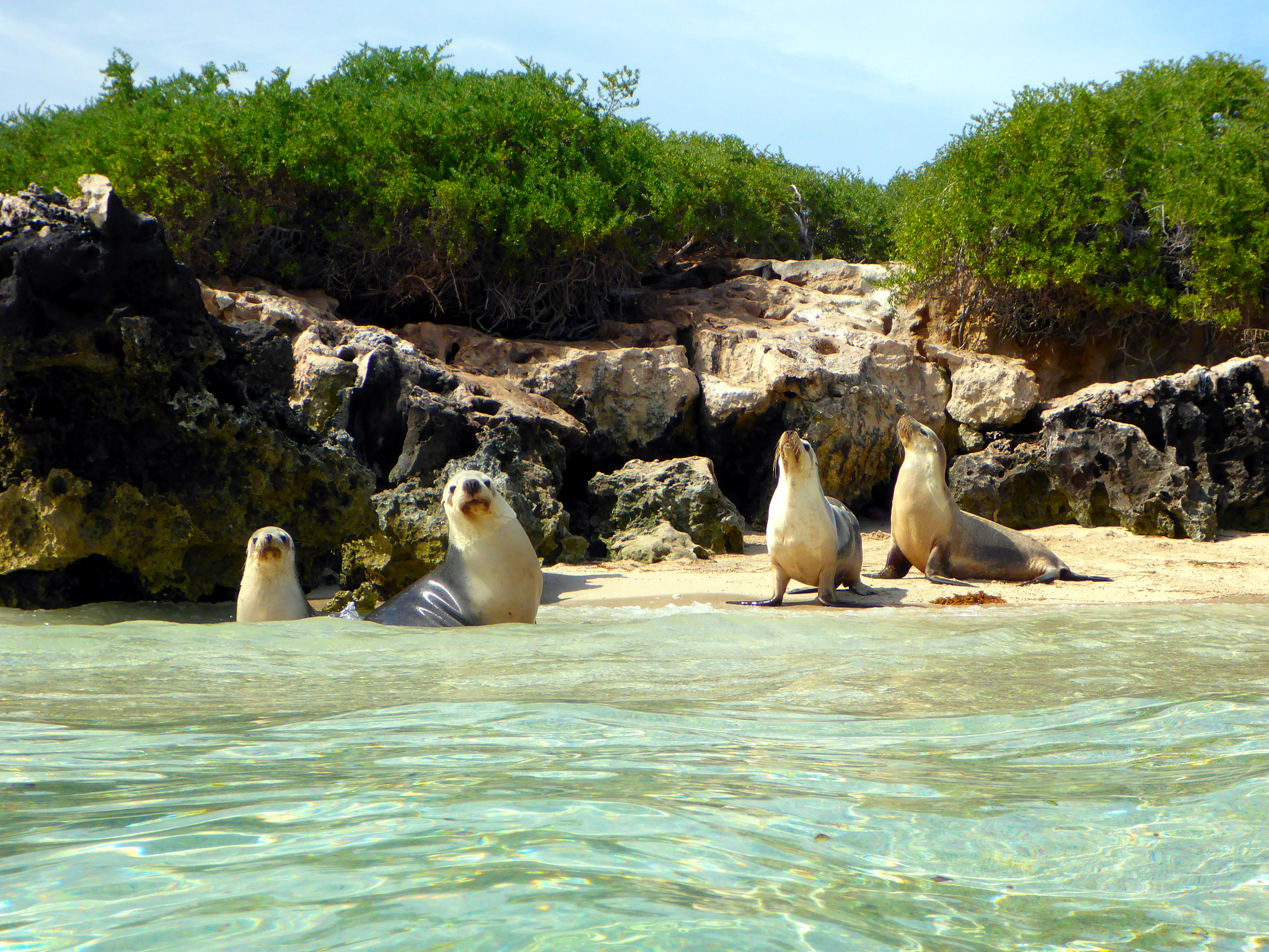 海南独特动物：可爱互动体验