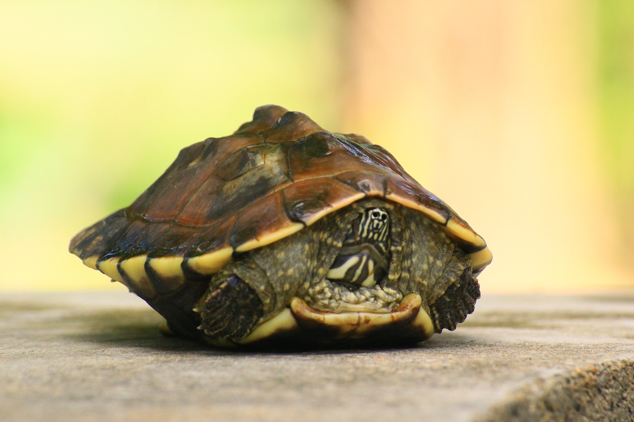 little turtle