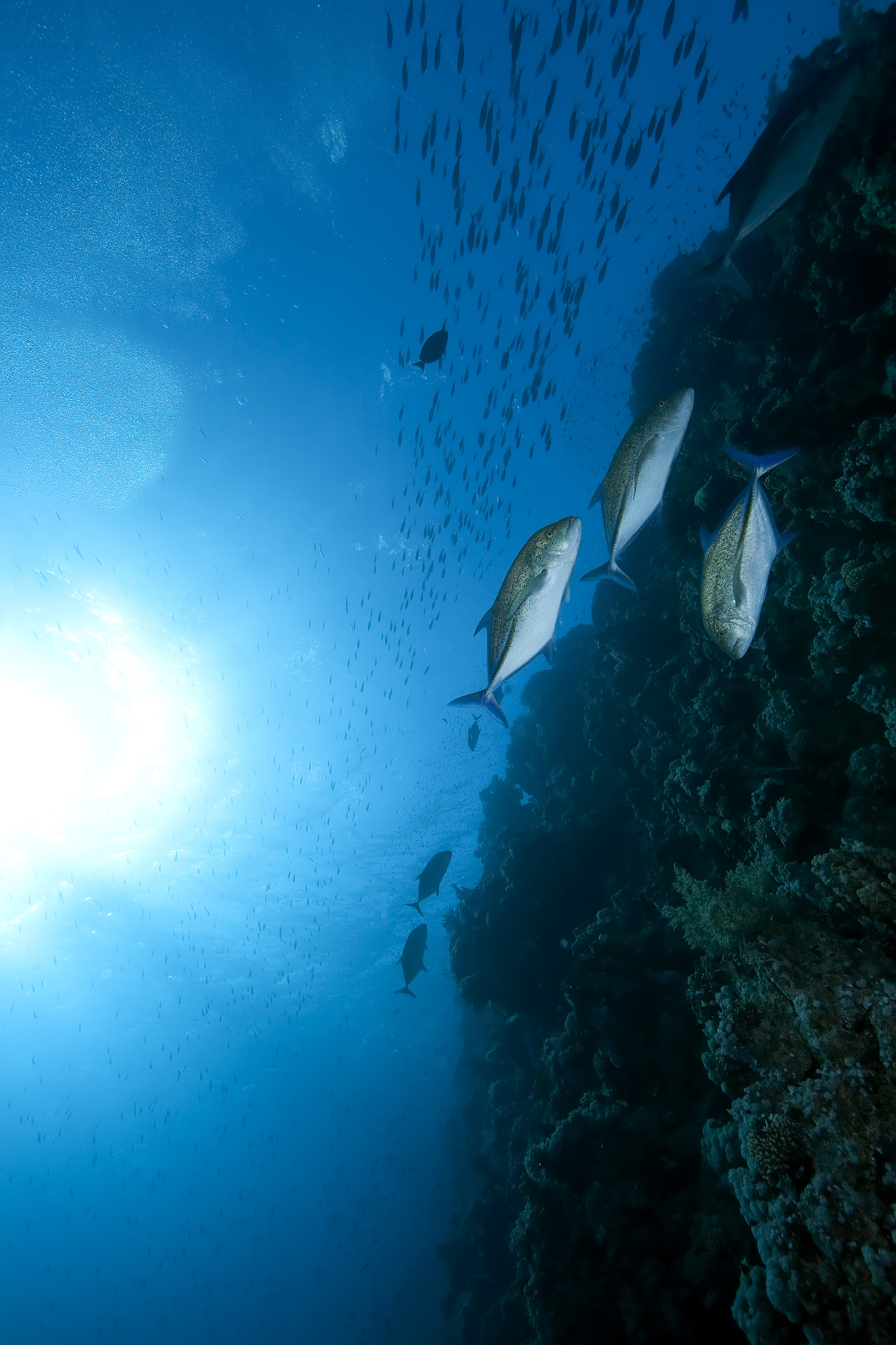 bluefin trevally and ocean