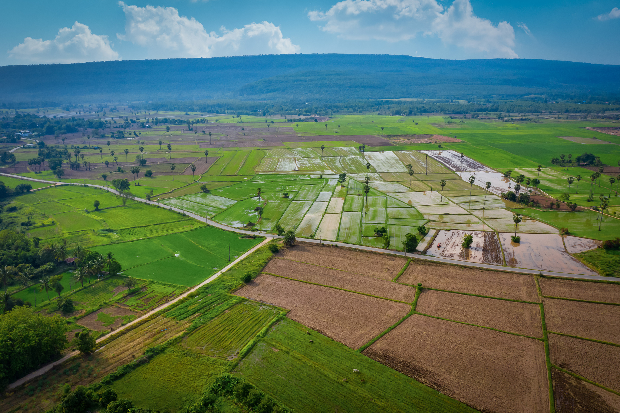 aerial image of beautiful green paddy rice field and road in tha