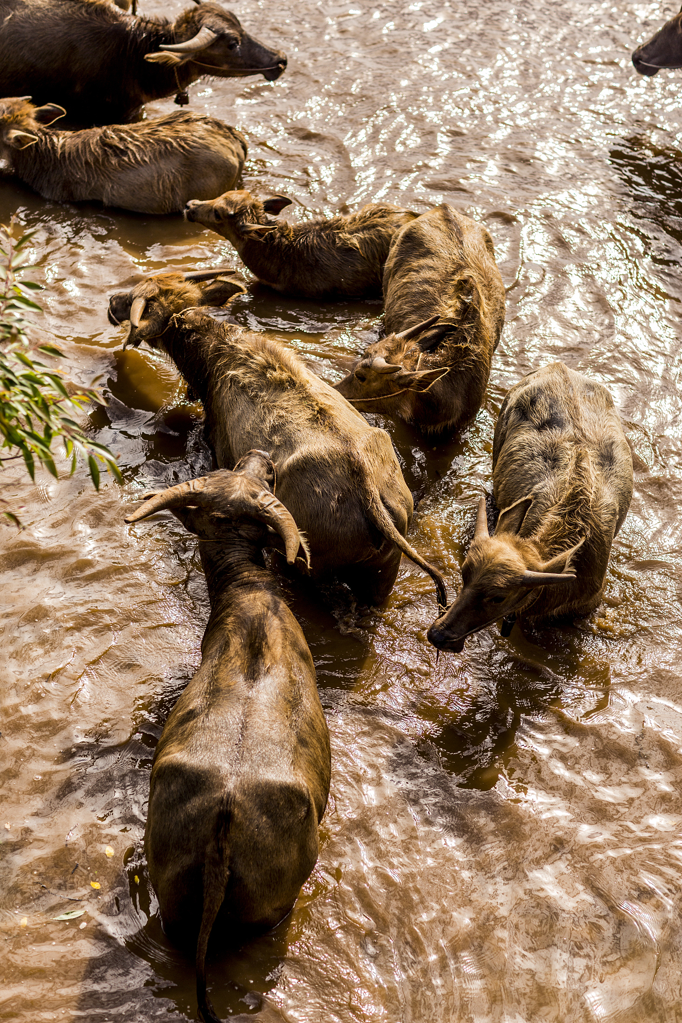 water buffalo's moving through water