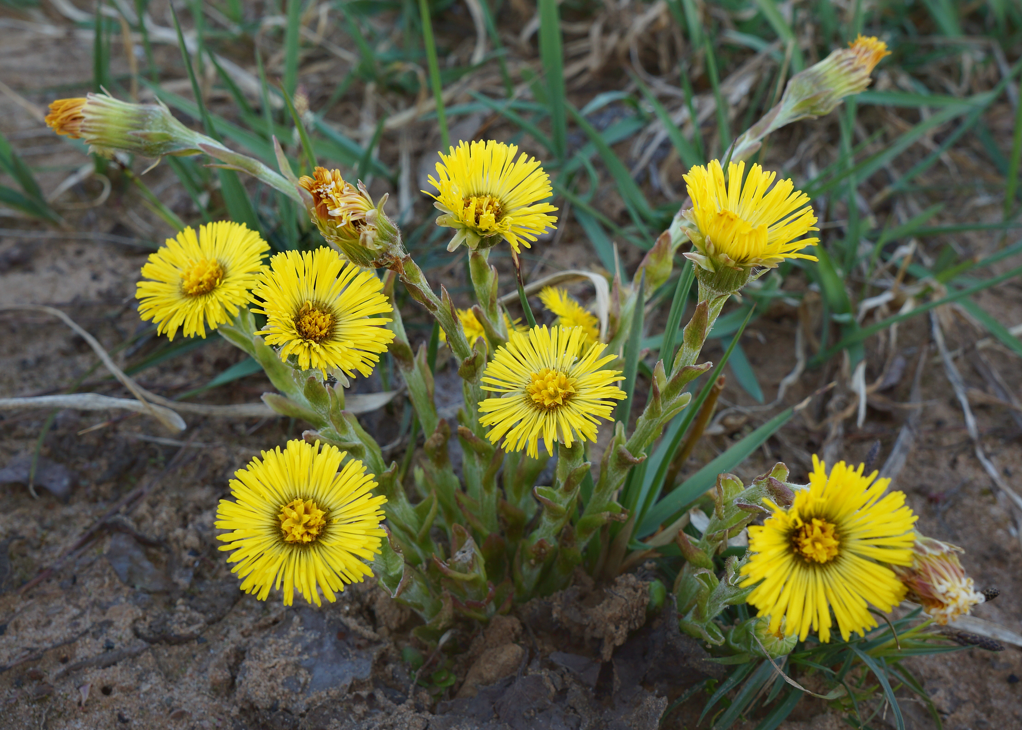 coltsfoot (tussilago farfara) - one of the first spring flowers