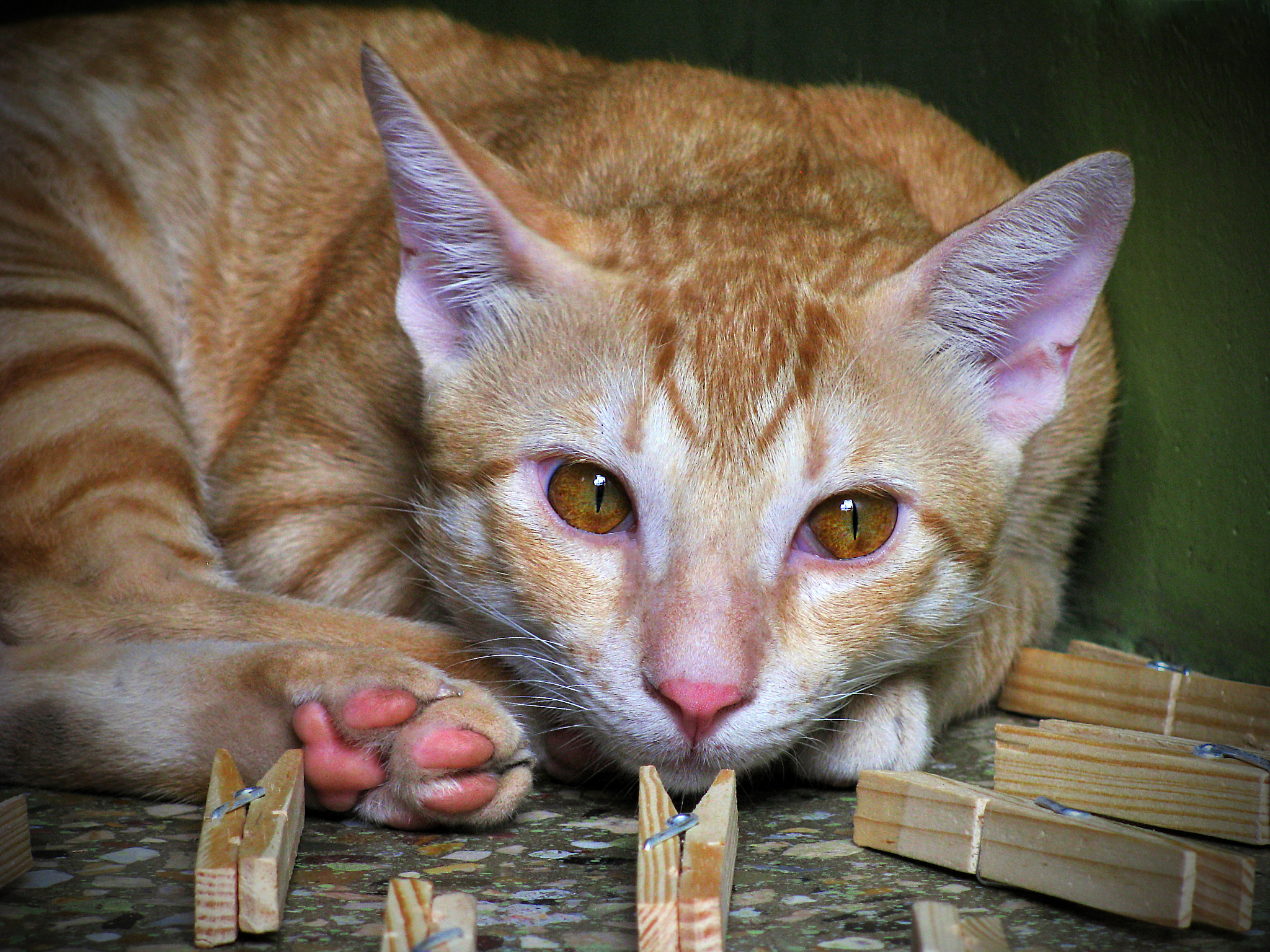 10 Best Foods For Siamese Cats In 2023换一个标题 10 Best Foods For Siamese Cats In 2023换一个标题