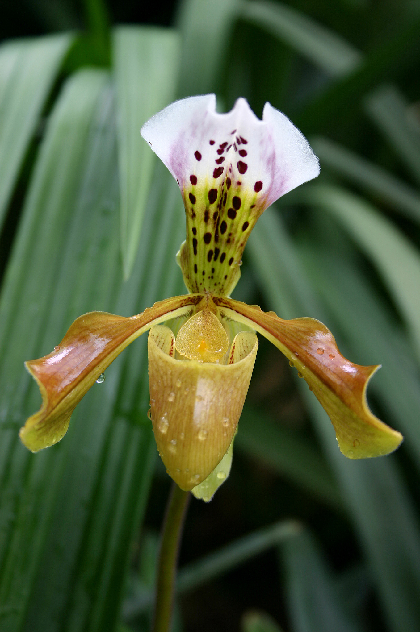 orchid