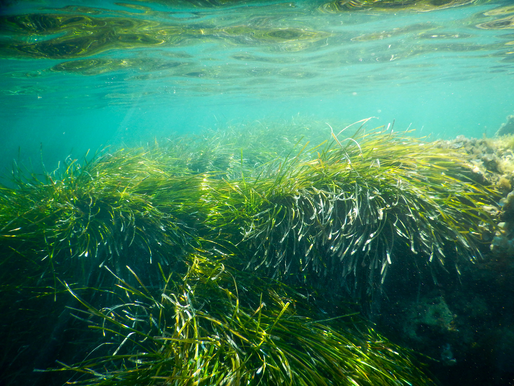 underwater life