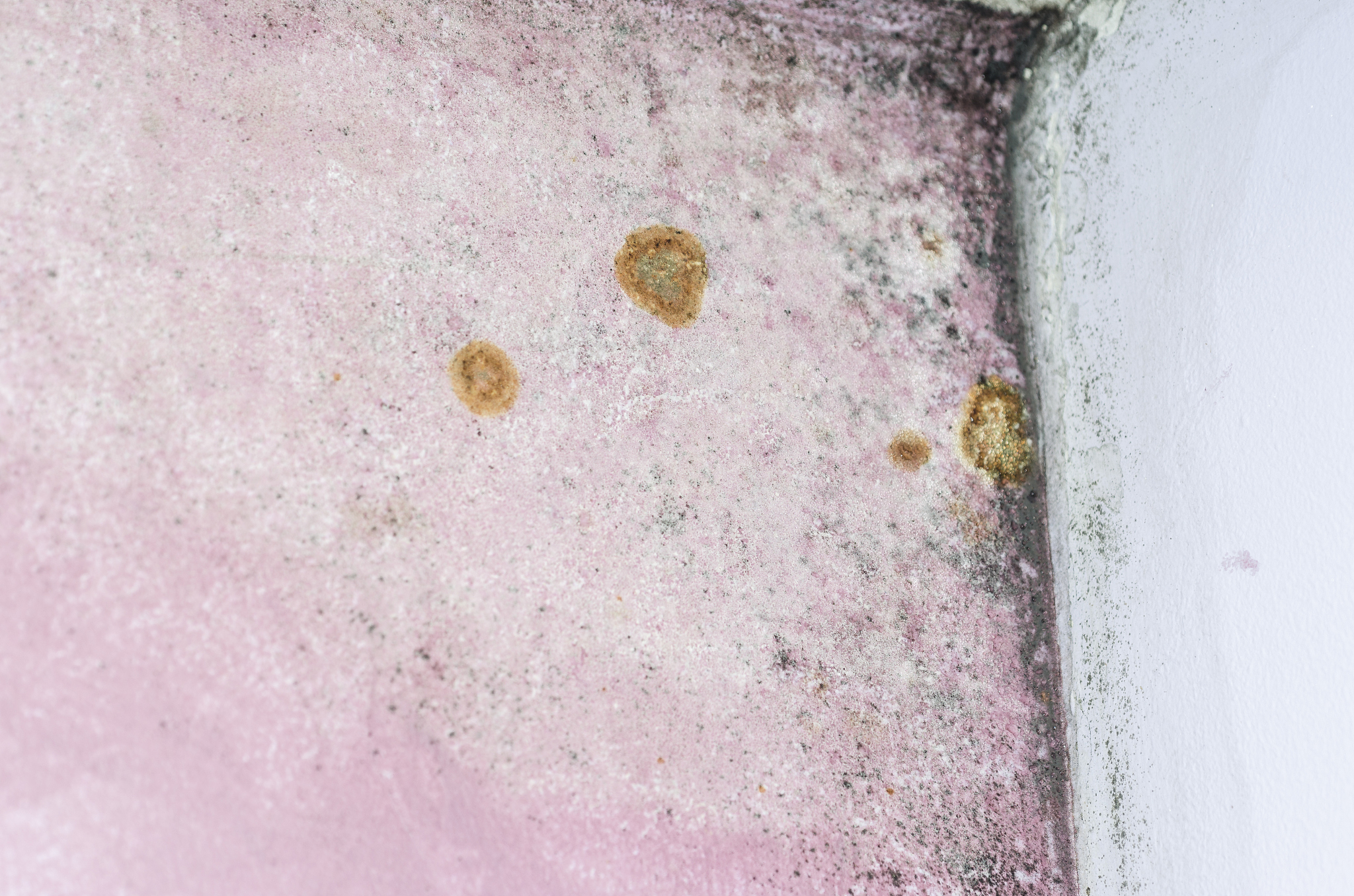 请翻译但我们发现从观察孔里流出的货物已经发霉