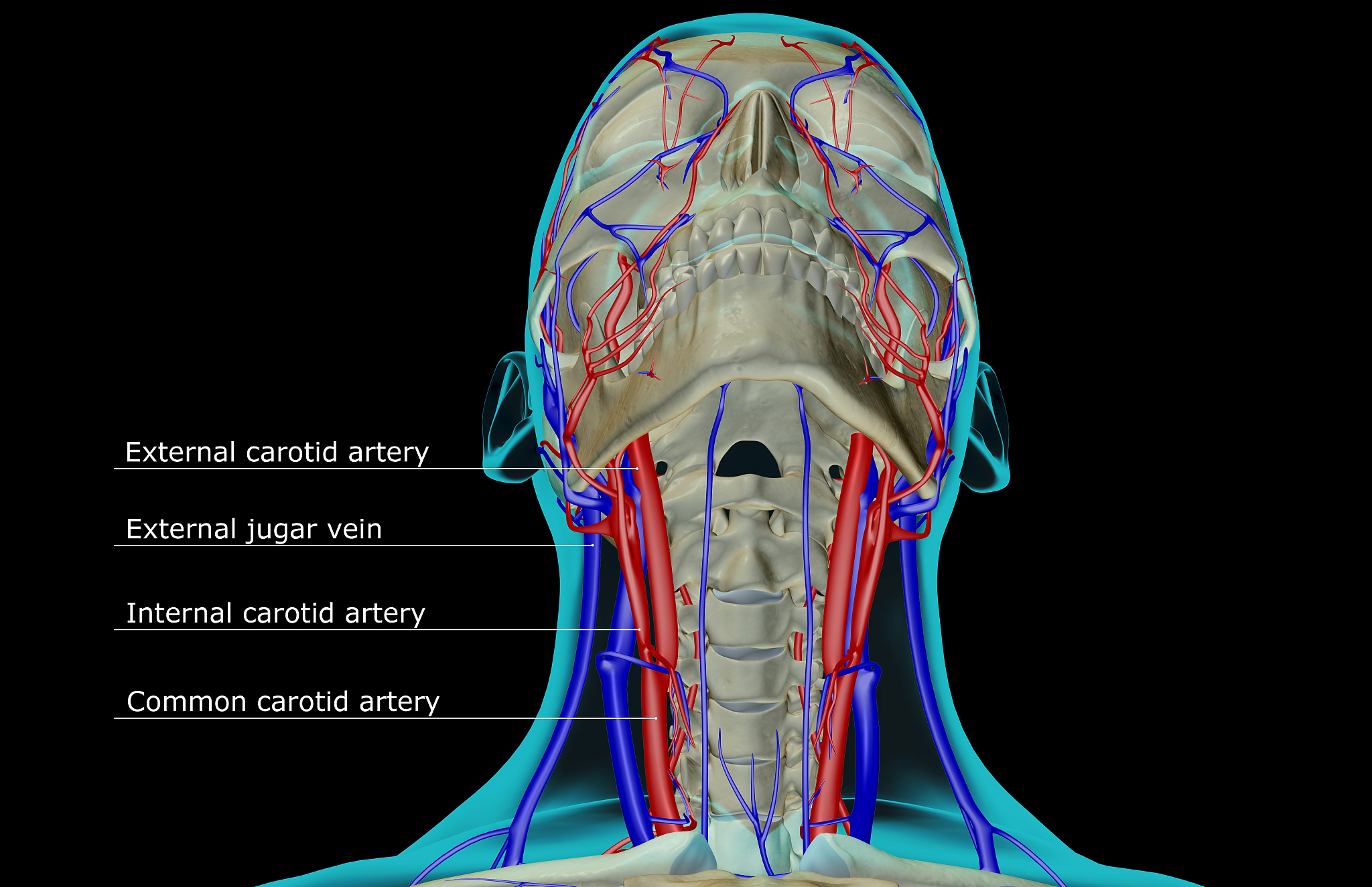 颈部VII区淋巴结下界的解剖标志是无名动脉吗