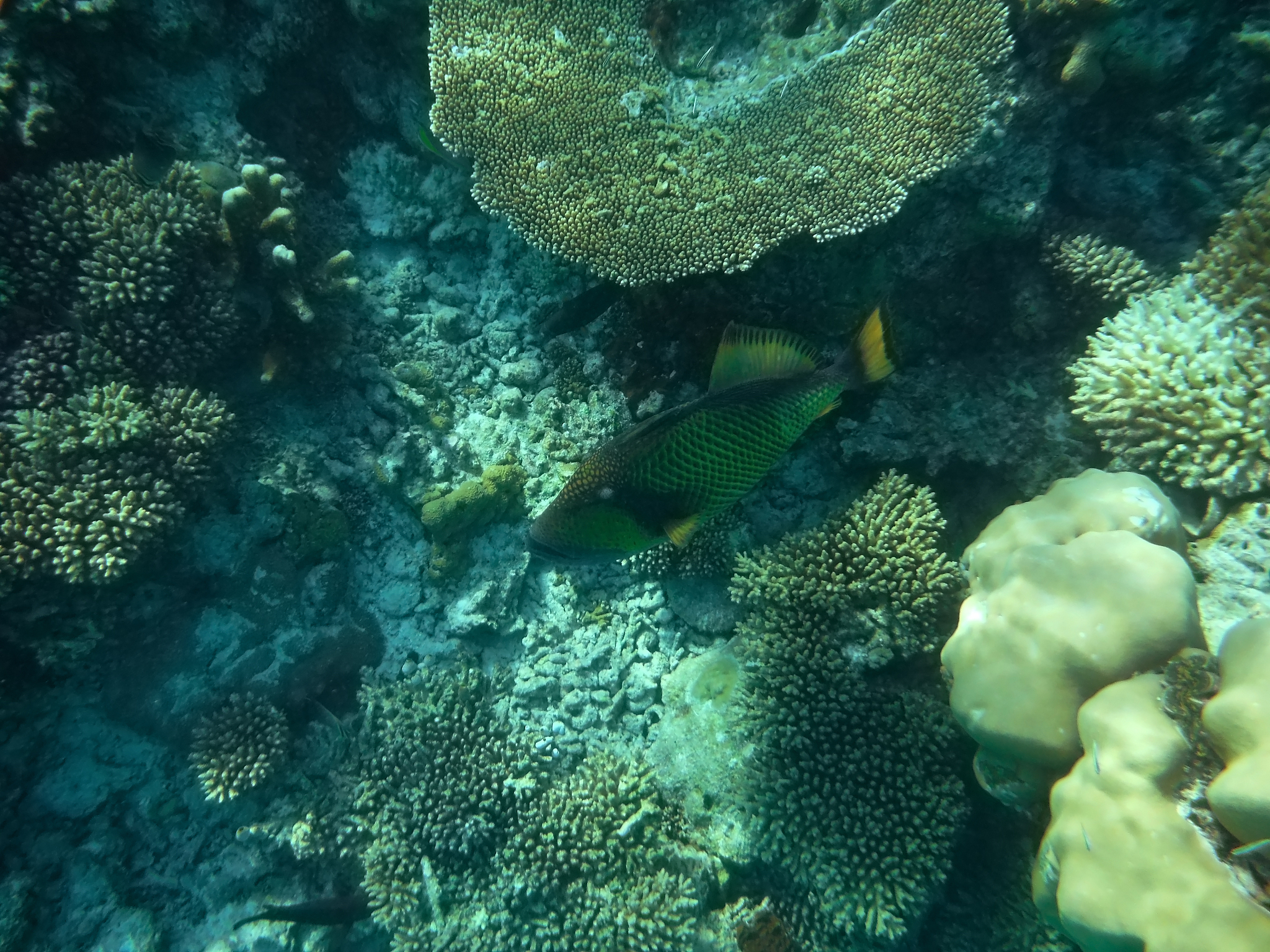 camouflaged creatures