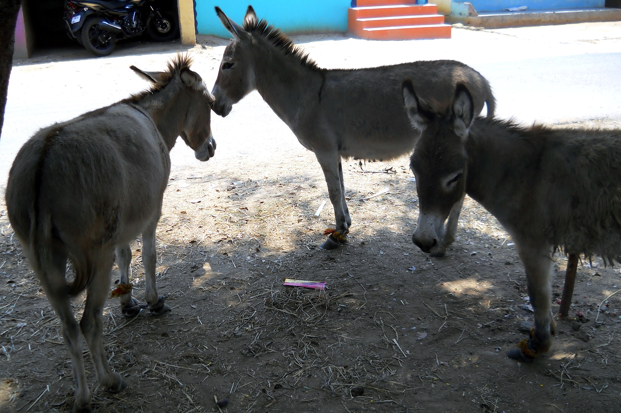 donkey