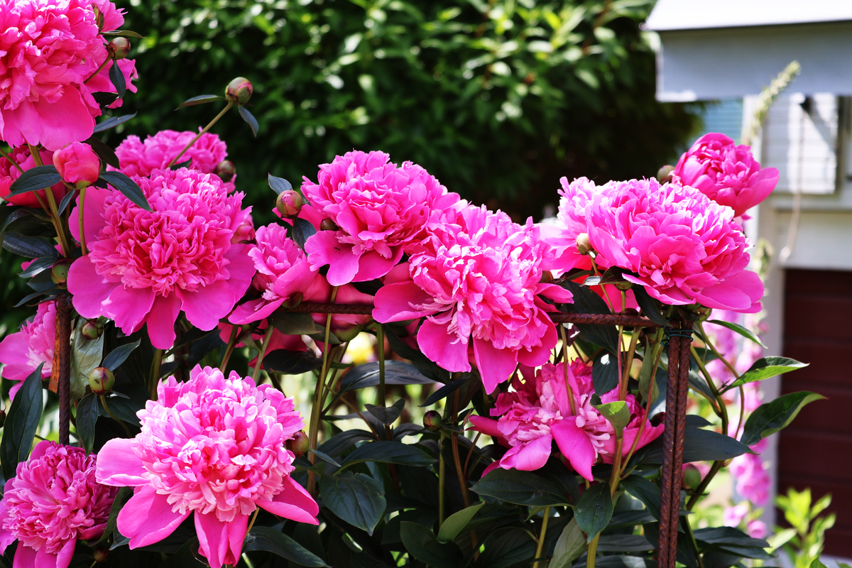 芍药什么时候开花可以种多久1000字