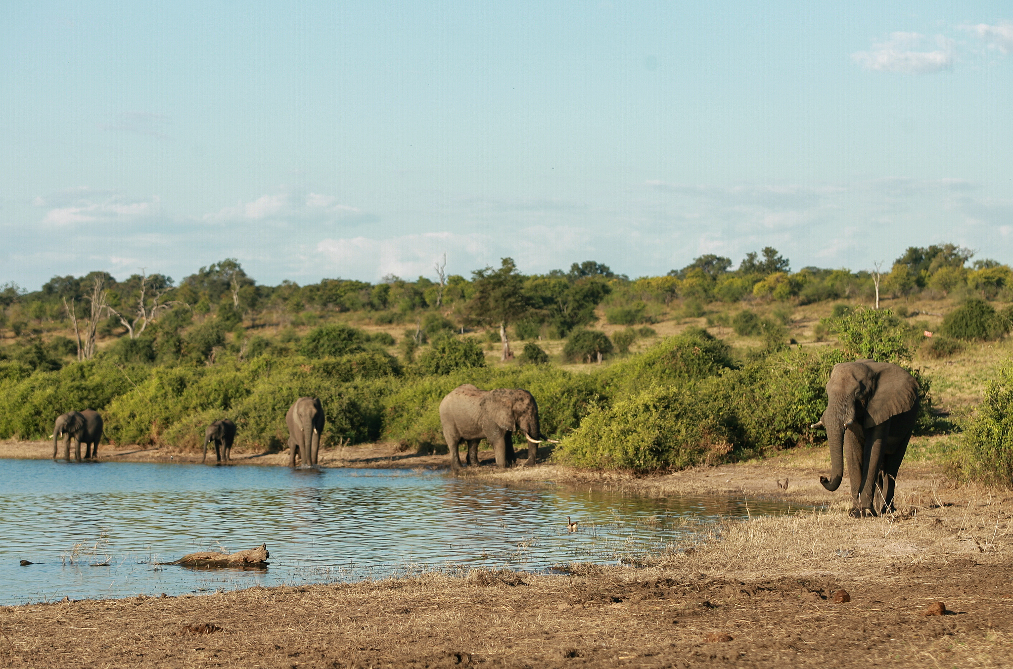 a herd of elephants walking around a lake