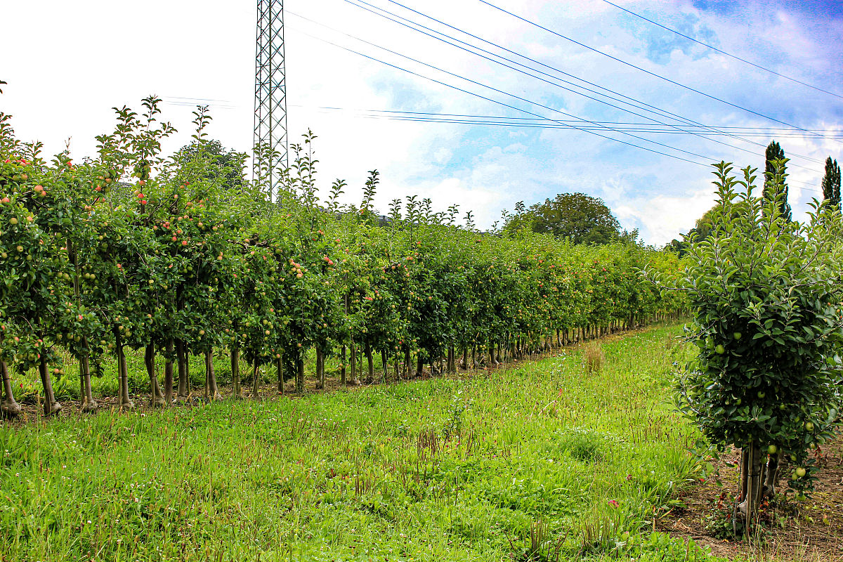 拓展下面文字：陕西安康恒辉生态农业发展有限公司在流水镇新庄村2-5组、徐岭村柑树村流转土地约800余亩种植核桃园区现已投资约500万元。安康市金州信鸽养殖有限公司在汉滨区关庙镇柑树村鸽子养殖场成立于2017年占地50余亩现已投资2000余万元。