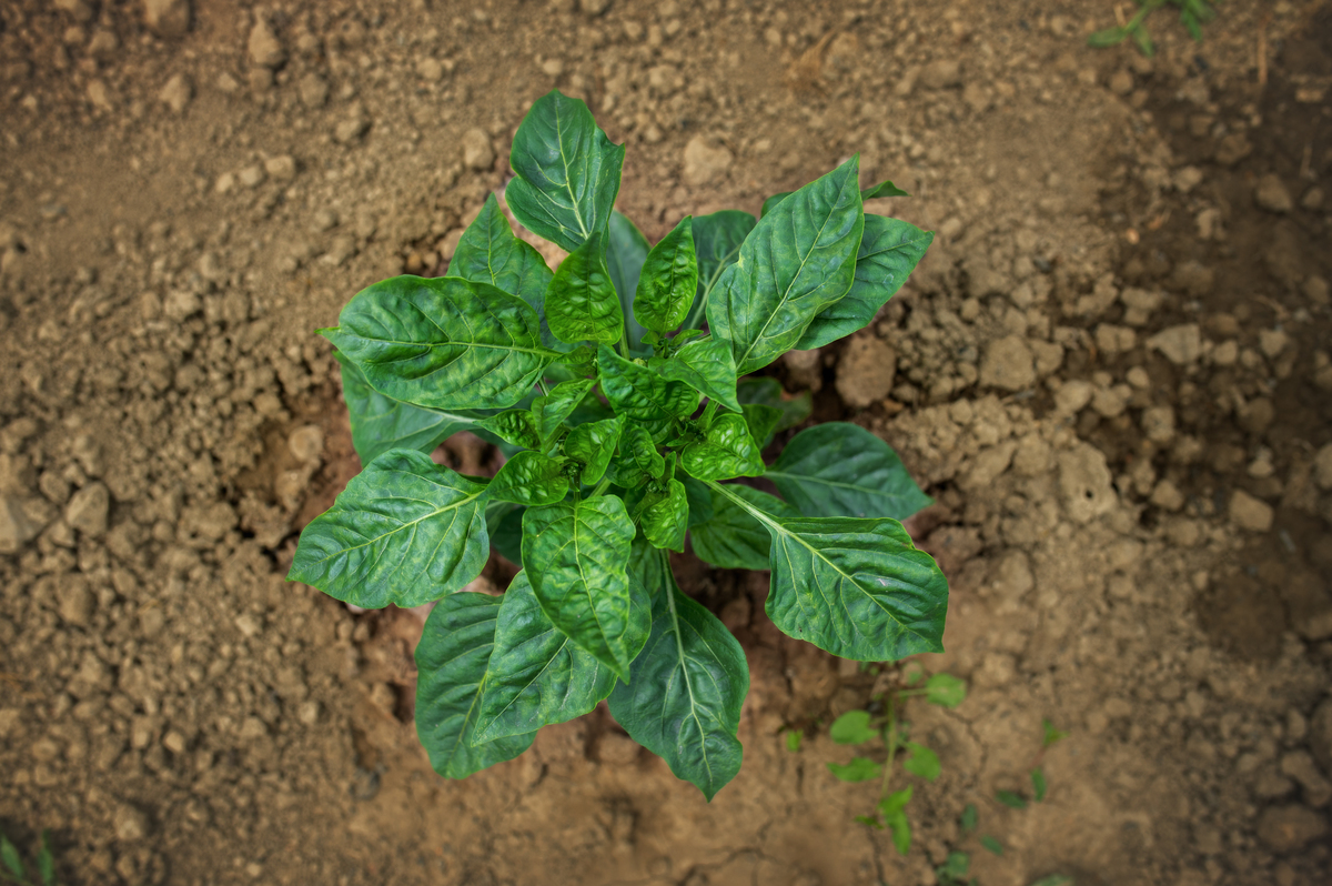 香菜的分类地位、形态特征和利用部位及理化性质。