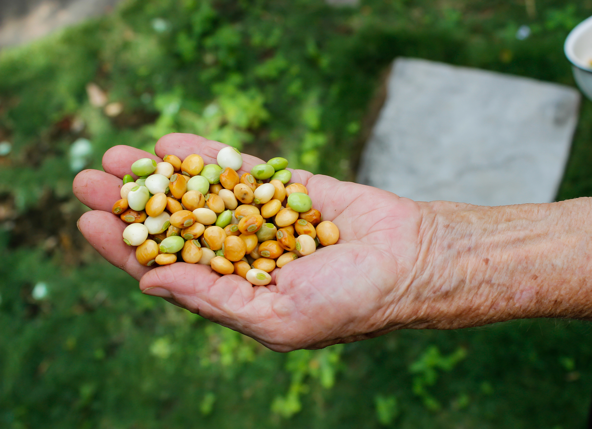 昼夜高温对大豆灌浆期产量的影响：籽粒变小，单株产量降低