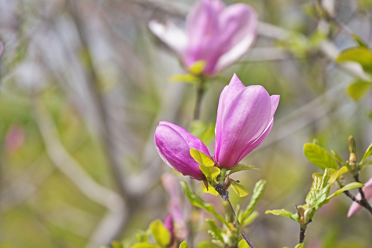 王者荣耀 手游更新日志