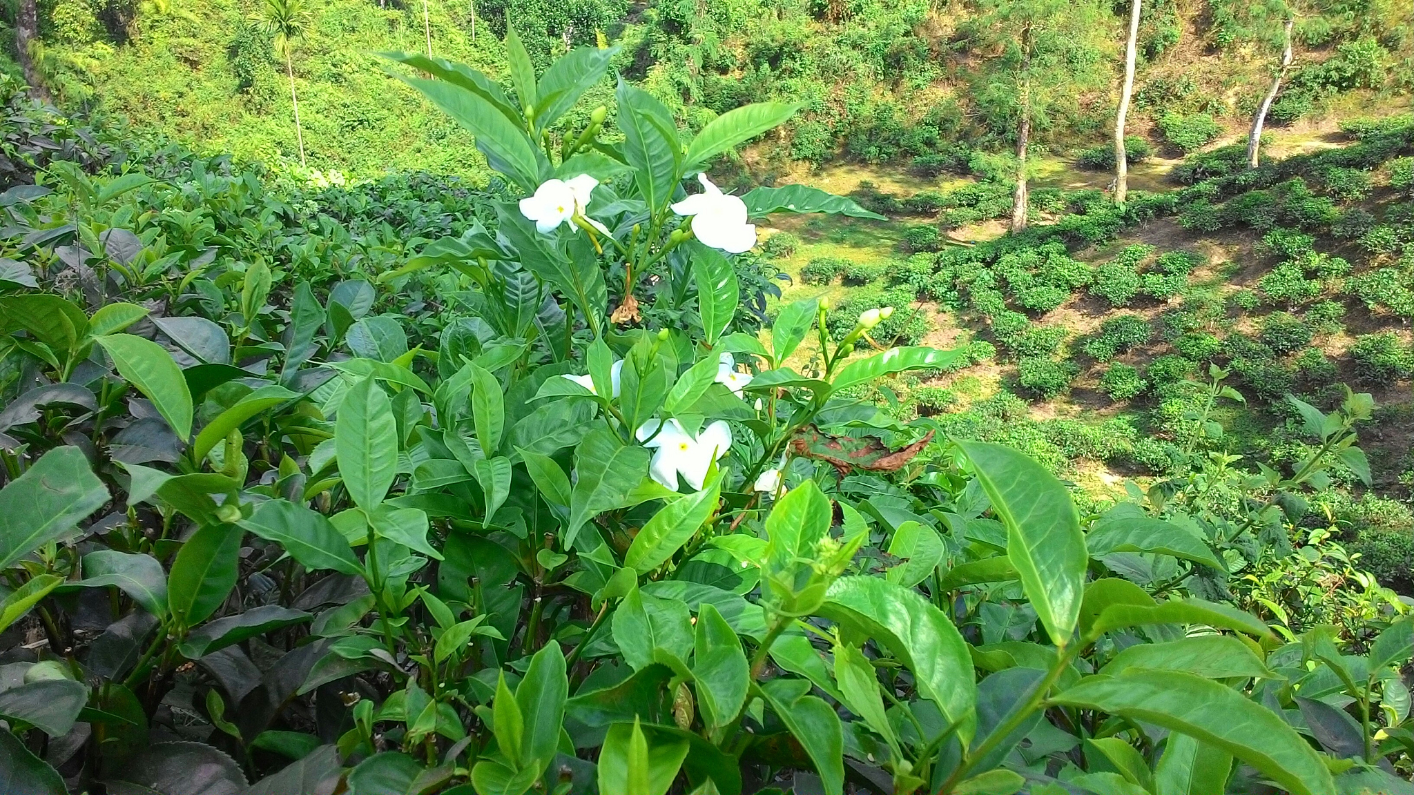 close-up of flowers
