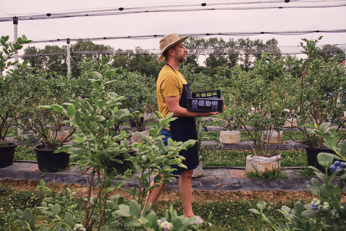 江苏地区蓝莓施肥现状分析及优化建议