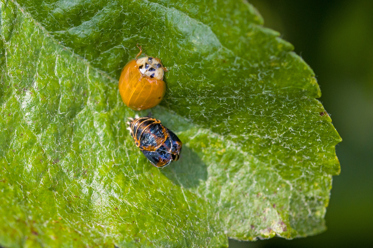 昆虫进化：蛹的出现，是为了生存还是繁衍？