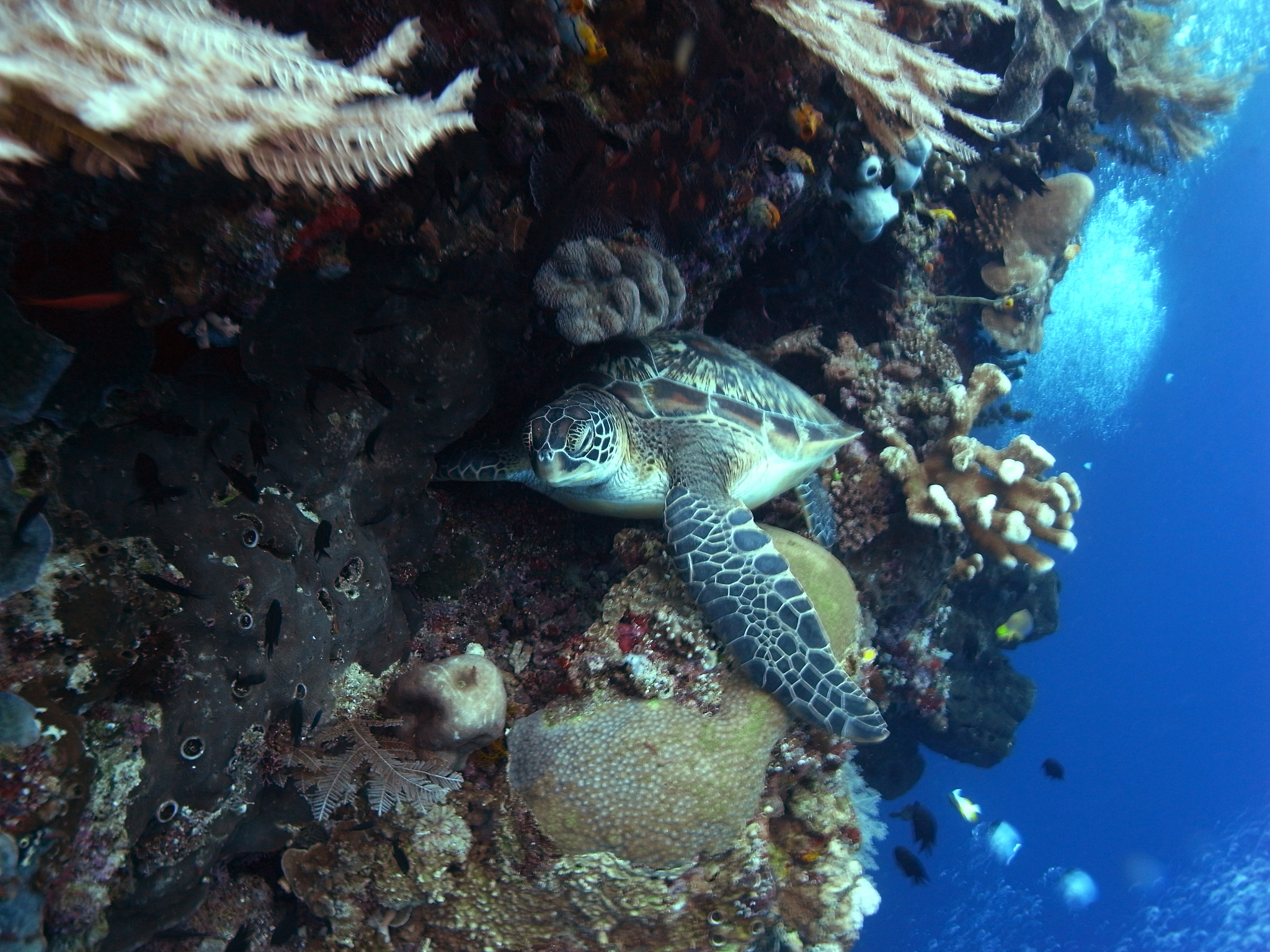 scuba diver in blue sea  in the waters of bunaken island, diving