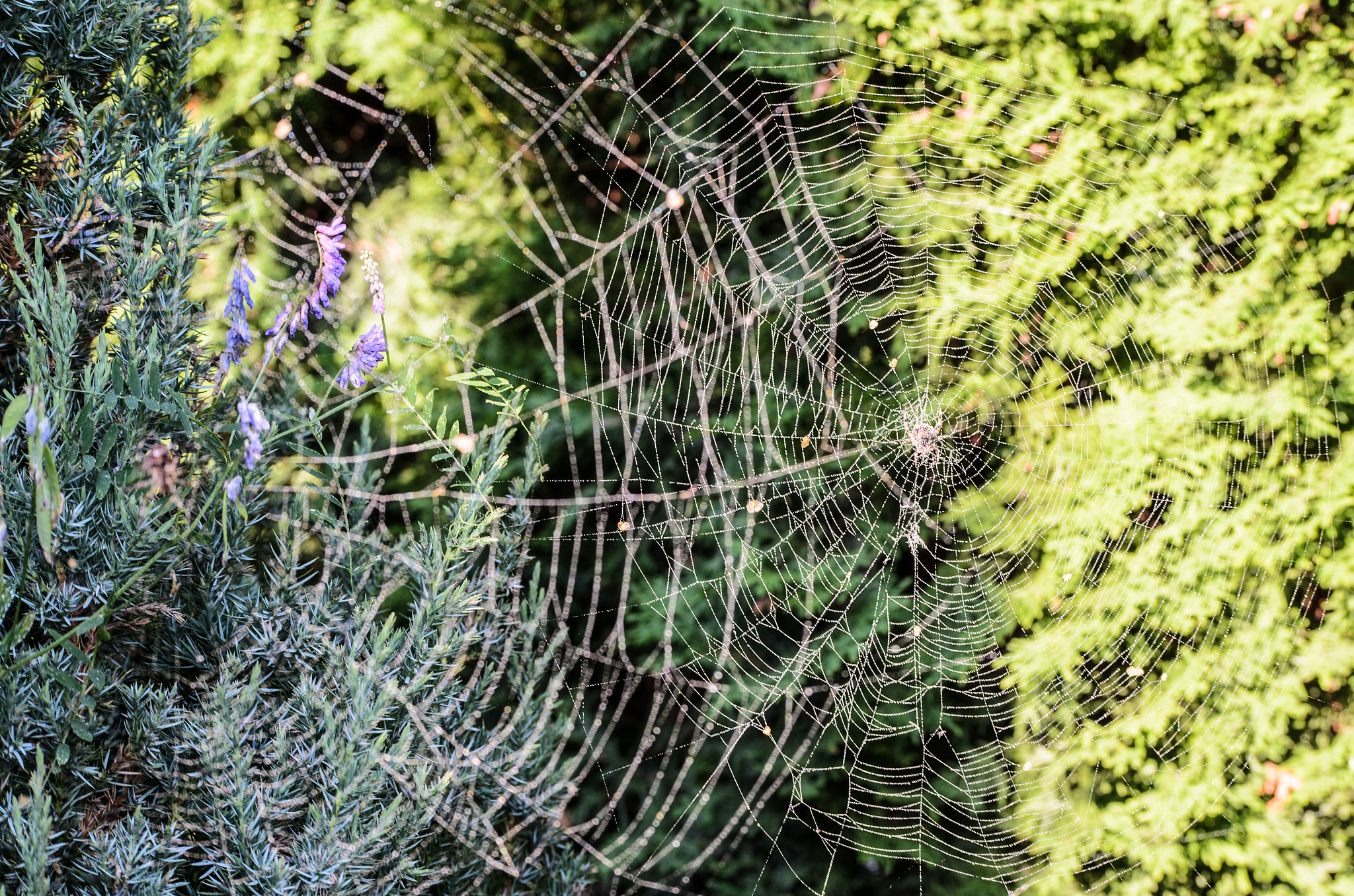 网的拼音和音节解析 - 详细讲解