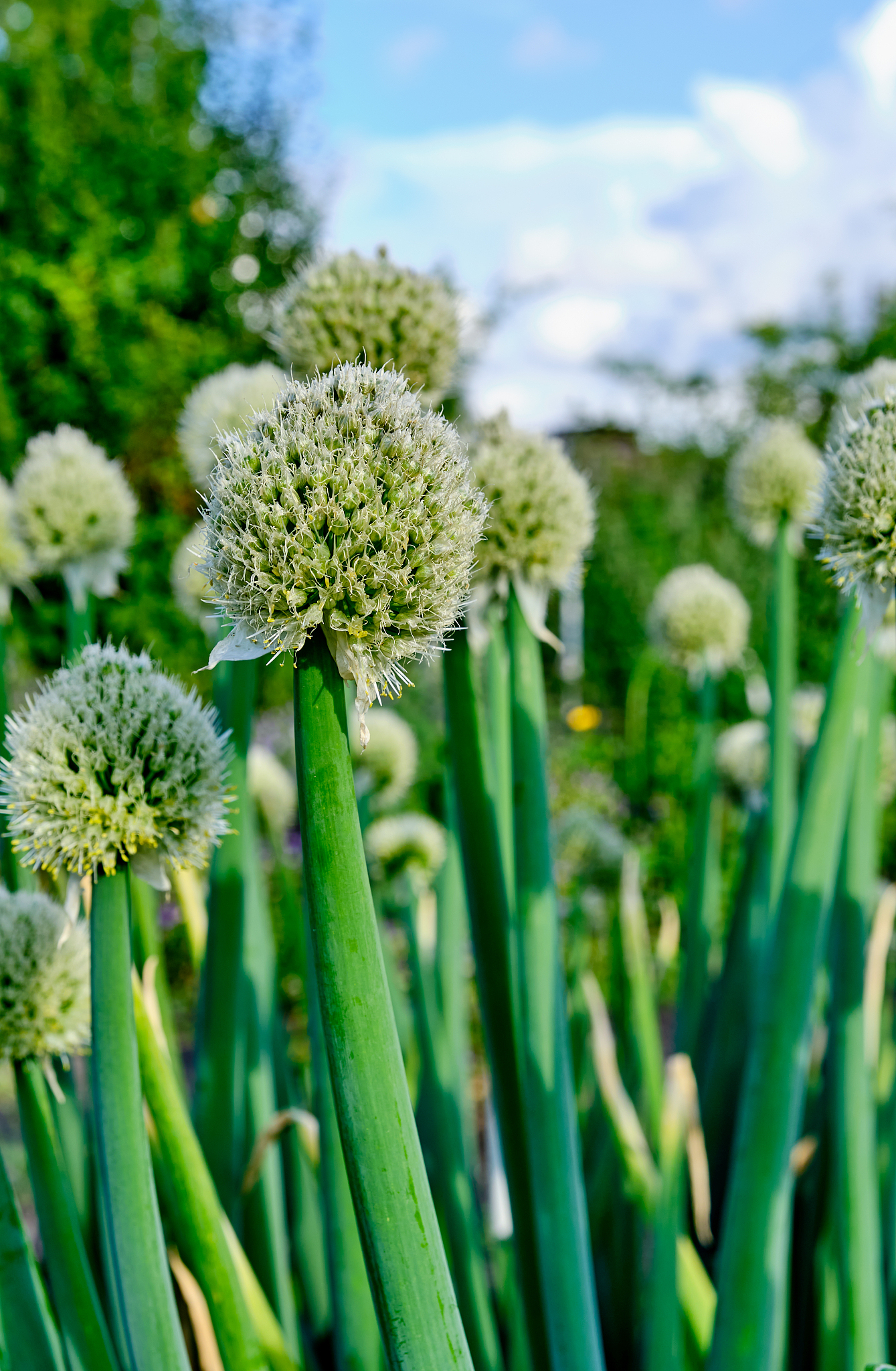 blooming welsh onion in the vegetable garden