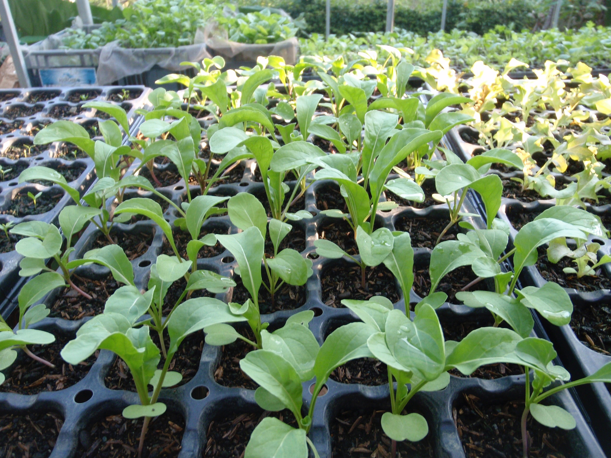 将 蚕豆种苗瓠瓜苗莳萝种苗甜麦菜苗茖葱苗柳蒿种苗香菜苗豌豆种苗香葱苗黄瓜种苗象牙菜苗青豆种苗台湾山苏苗紫背天葵种苗救心菜种苗茭白种苗黄花菜苗茄子苗西红柿苗辣椒苗洋葱苗莲藕种苗花椒苗香椿苗胡椒苗莴笋苗玉米苗菱角种苗秋葵苗藤椒苗芹菜苗白菜苗西兰花苗包菜苗花椰菜苗空心菜苗生菜苗大葱苗木薯种苗补血菜种苗鱼腥草种苗香茅草种苗人参菜种苗冰菜种苗苦瓜苗佛手瓜苗土耳苕苗冬粉薯苗阳荷种苗山药苗杏瓜苗四棱豆苗富贵菜