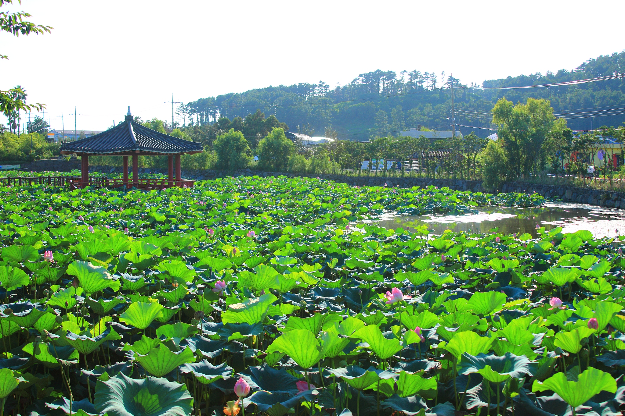 flower garden, pond, lotus,