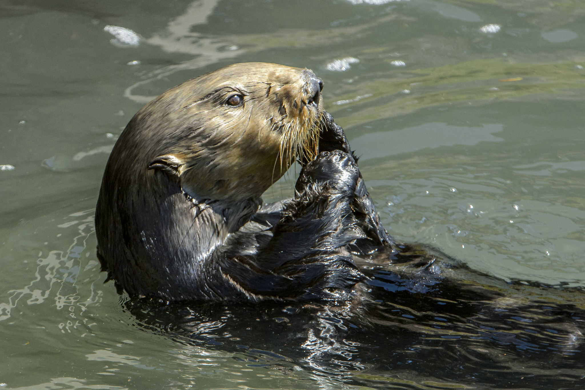 close-up of sea otter eating shellfish