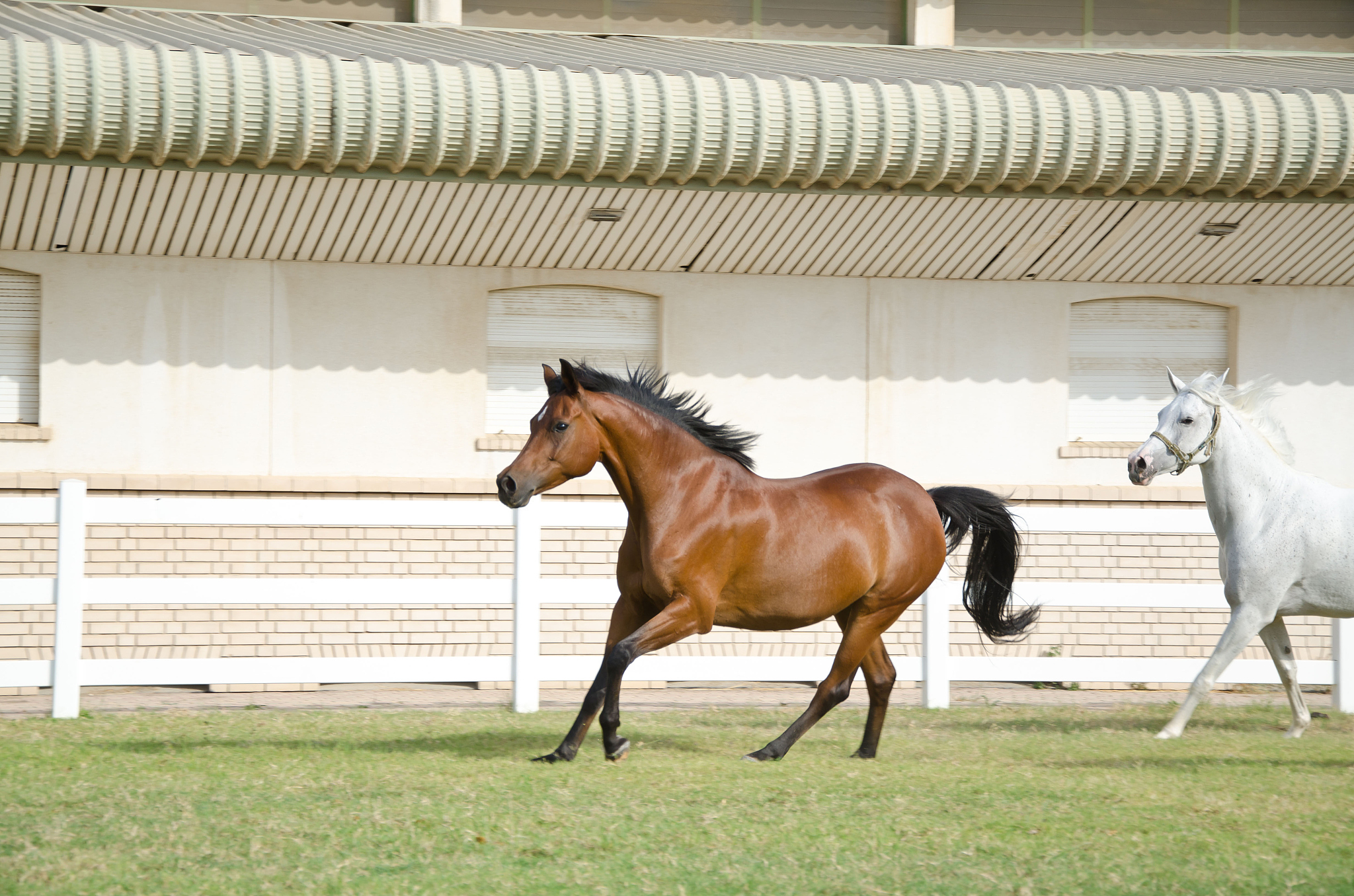 arabian horses