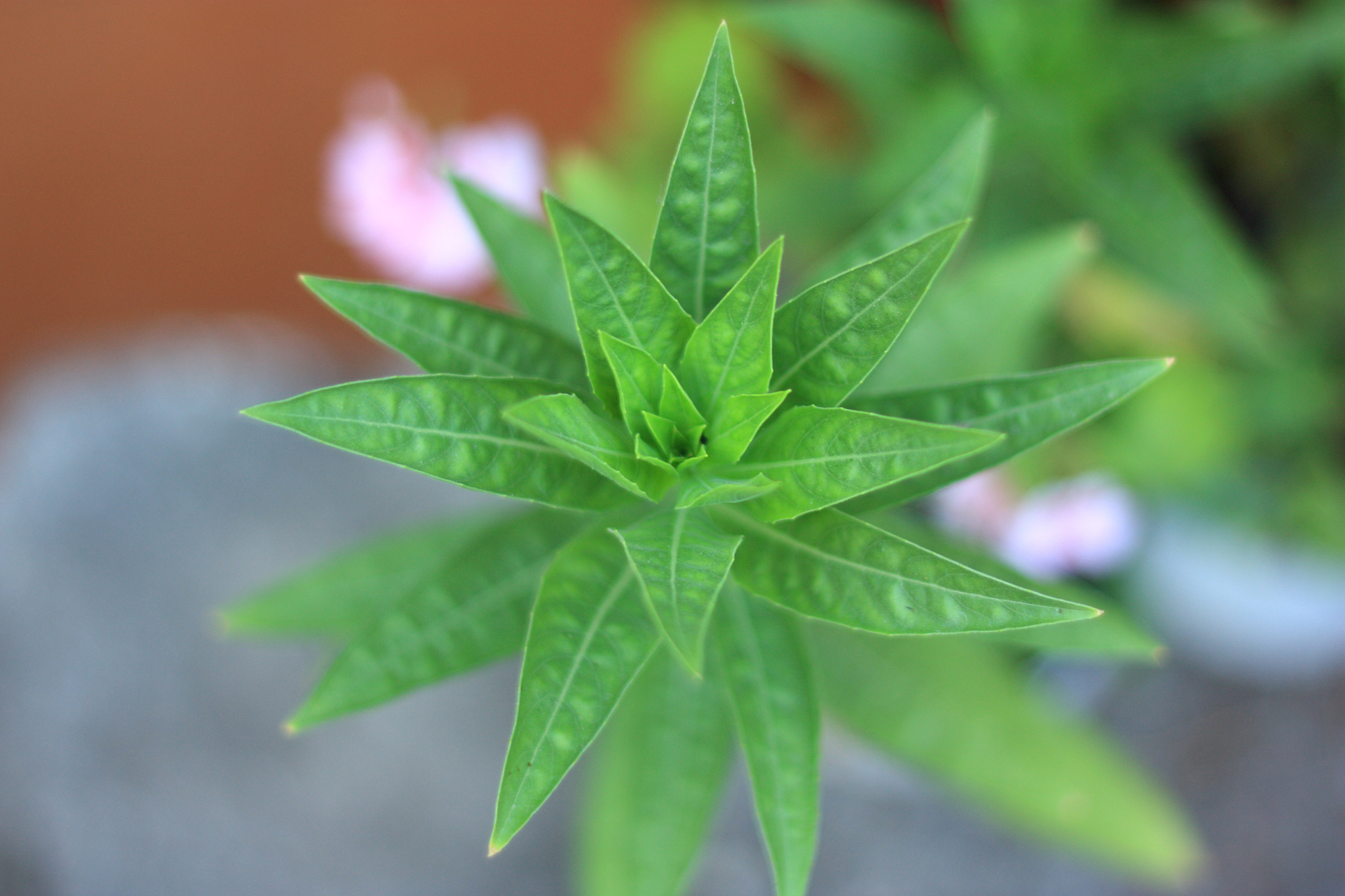 green flower