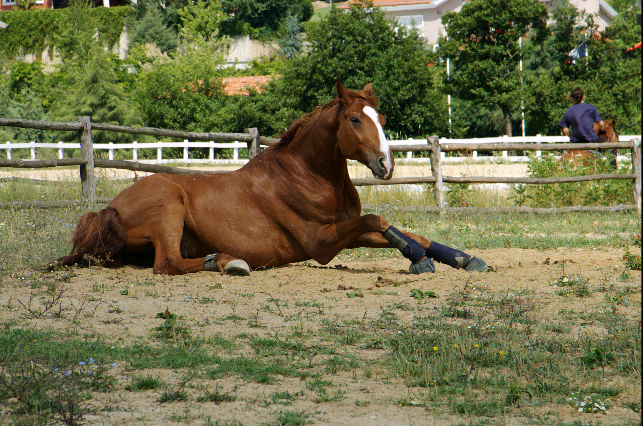 horse