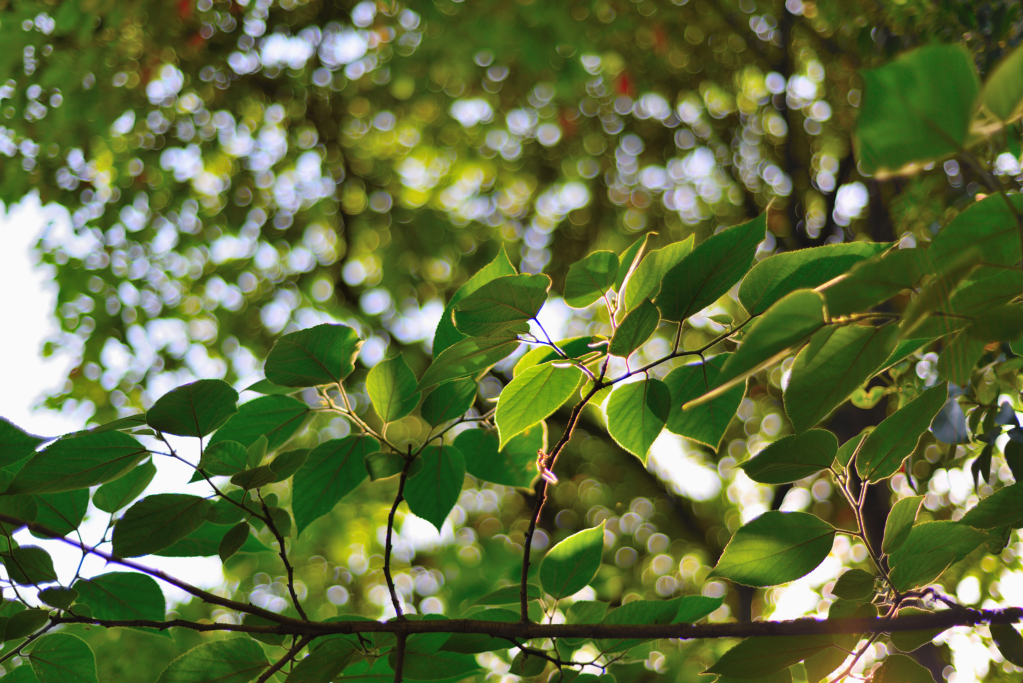 关于植物光合作用的研究
