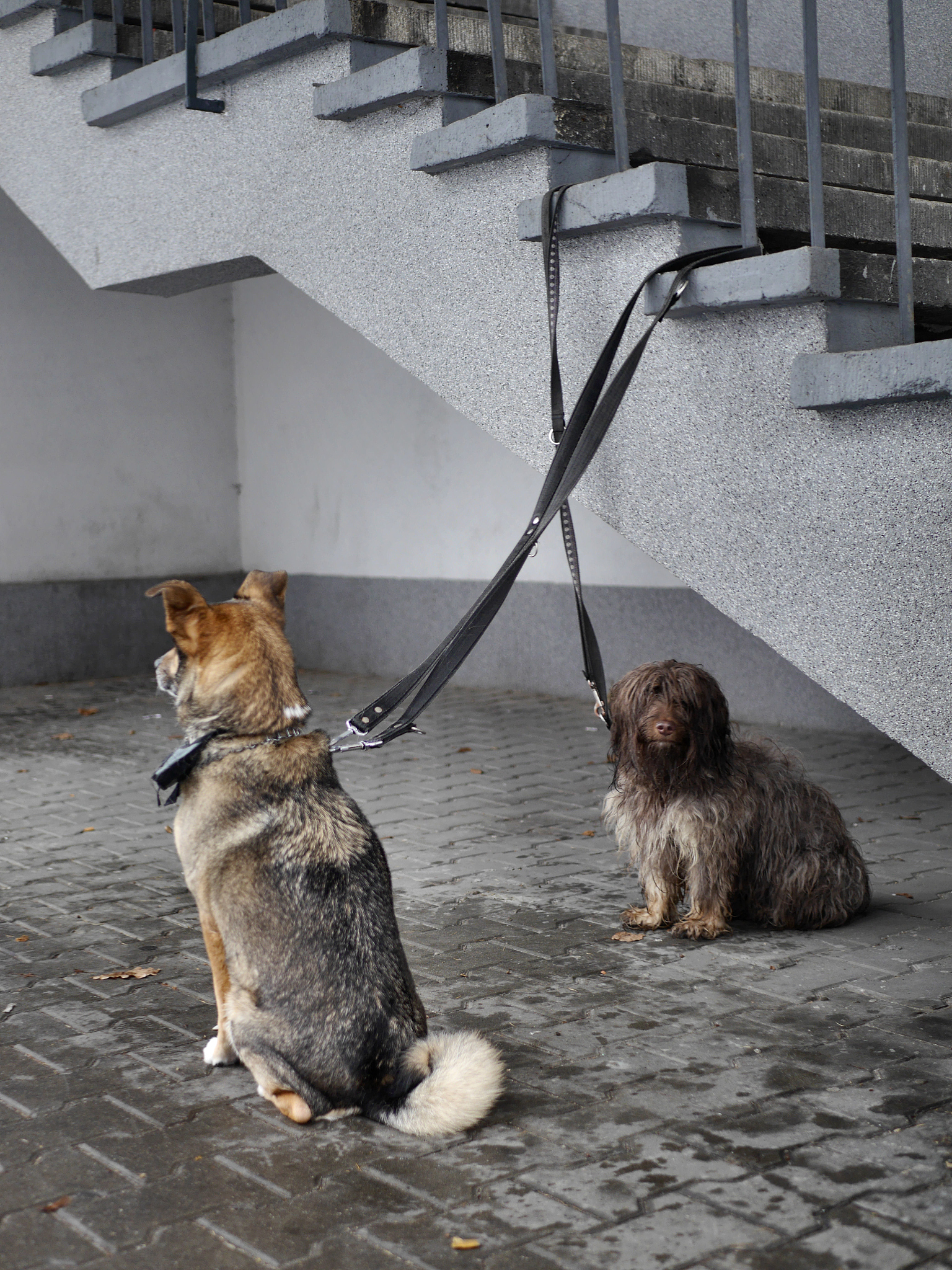 生活很艰难，我不敢抱怨：为什么？