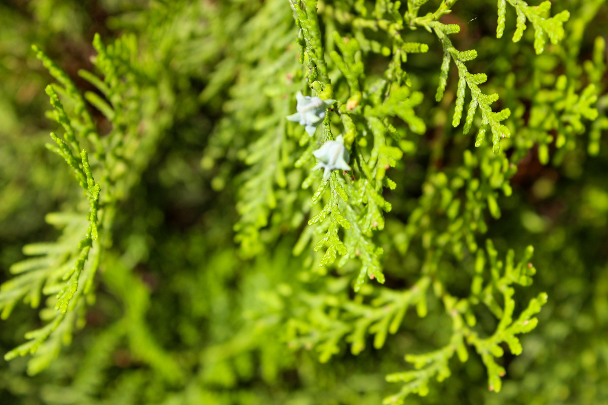 护肤品中的植物提取物：来源和功效
