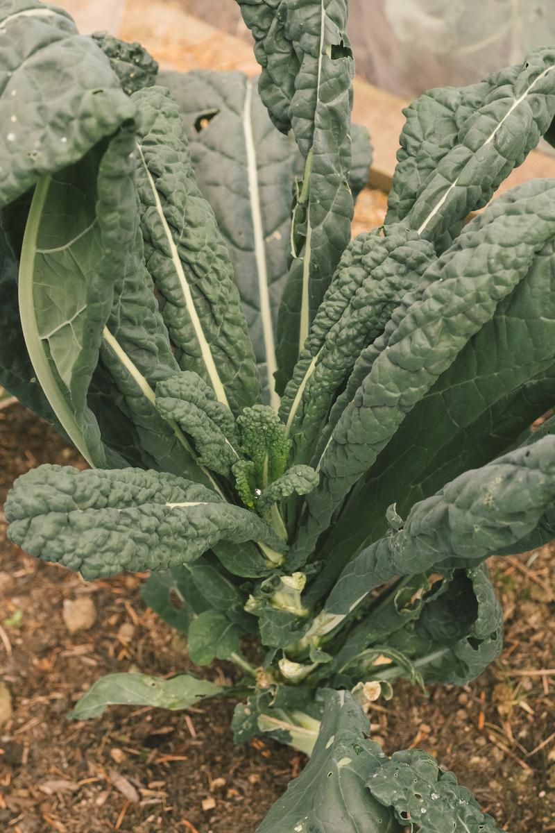 植物保护专业学生对田间病害的观察与思考 - 小黄姜叶枯病和油菜根肿病